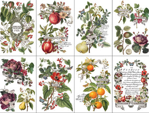 Iron Orchid Designs Transfer - Clementine