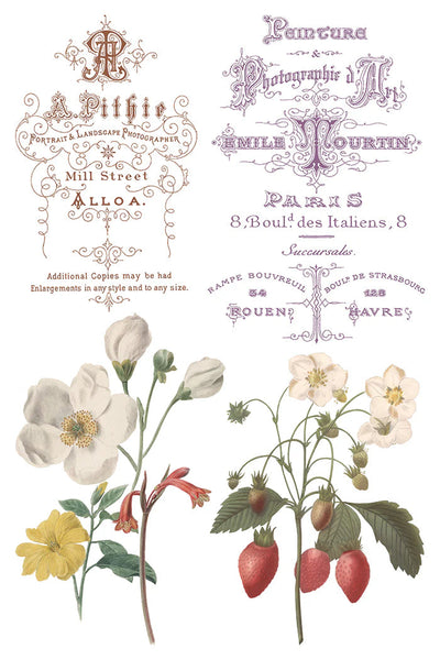 Iron Orchid Designs Transfer - Saint Quen