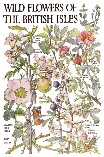 Iron Orchid Designs Transfer - Q2 Release Primrose Isle