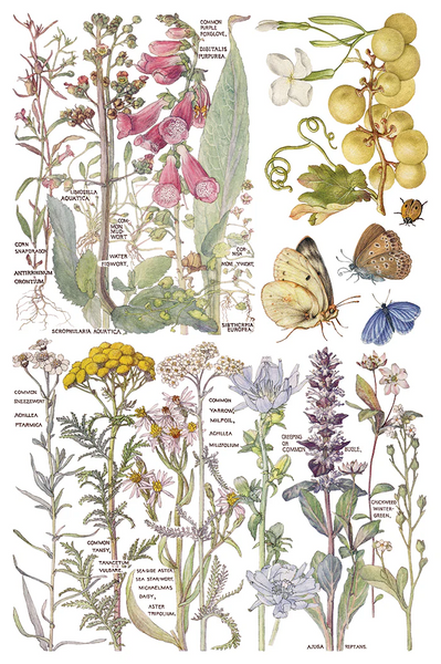 Iron Orchid Designs Transfer - Q2 Release Primrose Isle