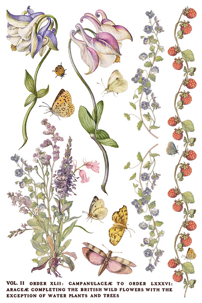 Iron Orchid Designs Transfer - Q2 Release Primrose Isle