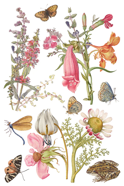 Iron Orchid Designs Transfer - Q2 Release Primrose Isle