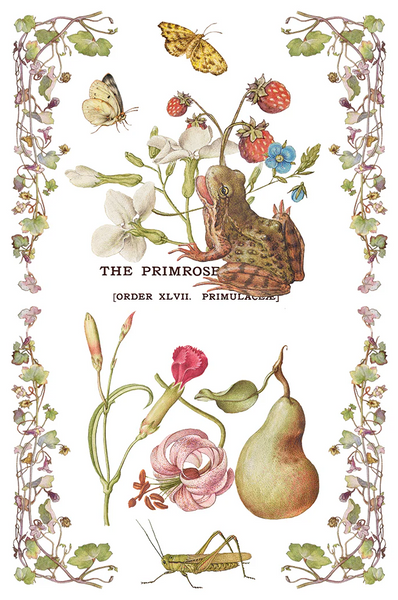 Iron Orchid Designs Transfer - Q2 Release Primrose Isle