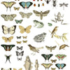 Iron Orchid Designs Transfer - Entemology Etceter